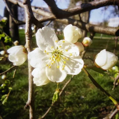 Chodtok - Kwiatuszek dla cb

#dailykwiatuszek2 #dailykwiatuszek