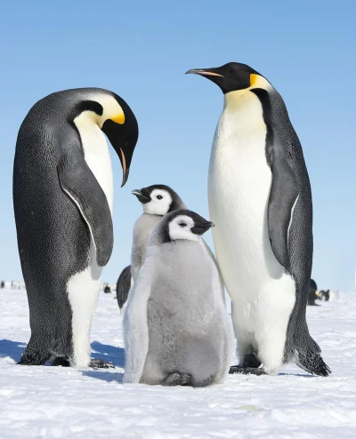 Sandrinia - Dzisiaj światowy dzień pingwina, są tu jakieś pingwiny, albo chociaż ich ...