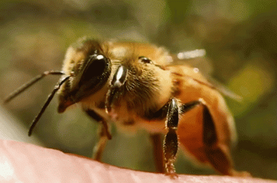 mikrey - #pszczolka #owady