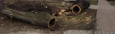 dumpmuzgu - Jak u mnie wycinali takie drzewa, to był kwik, że to stare lipy. Kiedyś p...
