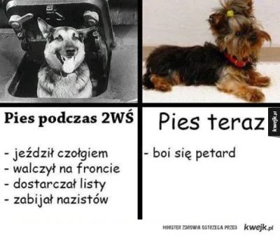 dorszcz - @nickjaknick: 
PIES TO NAWET NIE JEST ON
szczuropsy, najgorsza rasa. Fafi...