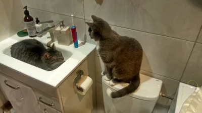 BotRekrutacyjny - Dzisiaj kitki okupują łazienkę xD


#glodnajulka #koty #pokazkot...