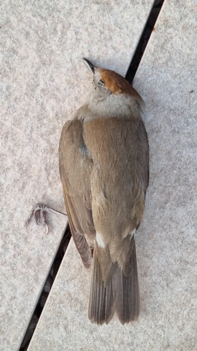okurcze - Dziś na tarasie znalazłem martwego ptaka :( Na jego ciele nie widać śladów ...
