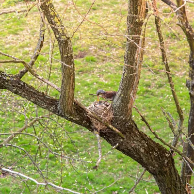 erbarad - Dokarmianie Kwiczołowej #ptaki #kwiczolowa #fotografia