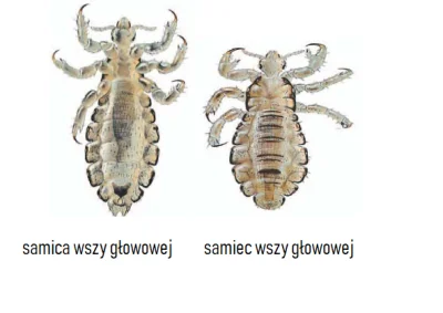 Michauke - @kujew: trochę jak wesz ale nie wiem czy zbyt duże