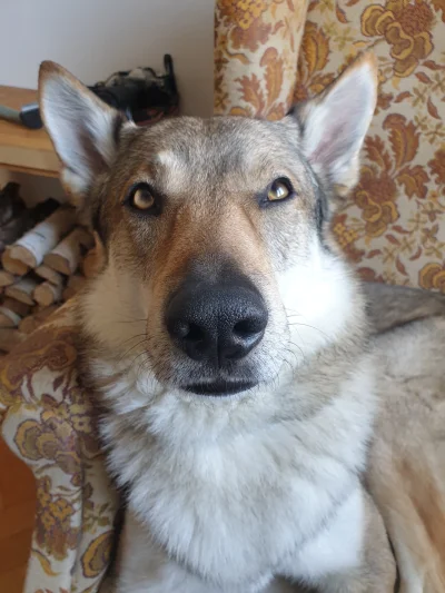 pranko_csv - Gapisz mi się na nos?
#prankothewolfdog