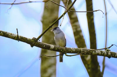 dzaku - Hej #ptaki #ornitologia mam kolejna zagadkę kim jest szwagier więcej zdjęć w ...