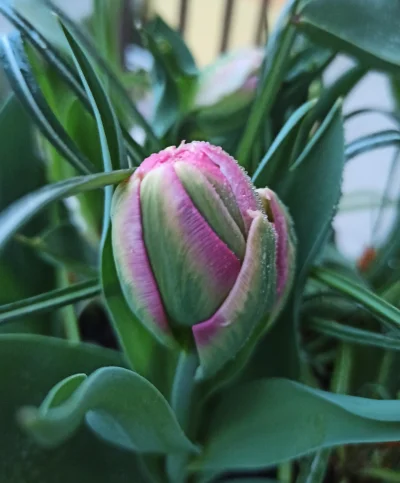 Zielonykubek - Dzień dobry, plusujących zawołam na otwarcie wyjątkowego tulipana
#kw...