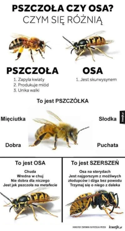 DzikWesolek - W nienawiści do Os. Tak zostałem wychowany.