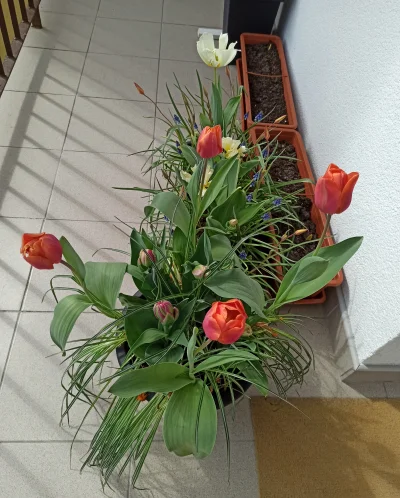 Zielonykubek - Witam w długi weekend majowy. Tulipany już w rozkwicie, podoba się? Do...
