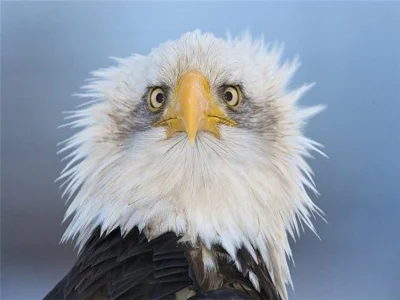 Project_Yi - Oto dlaczego amerykańskie orły pokazuje się z profilu.