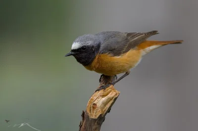 Lifelike - Pleszka zwyczajna (Phoenicurus phoenicurus) /samiec/
Głos
Pleszka vs kop...