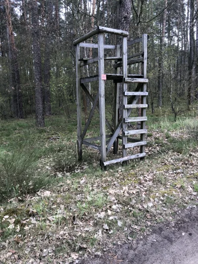 Dumdeedum - Co to jest i do czego służy. Jest tego dużo w lesie około 2m wysokości pr...