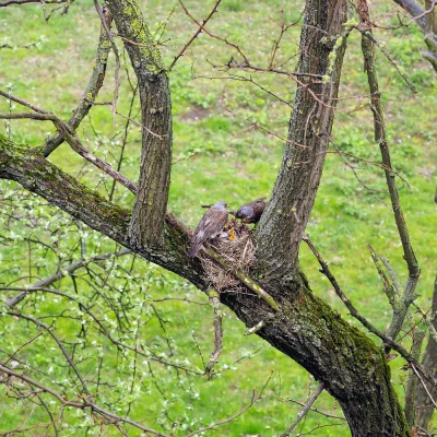 erbarad - Rozmnożenie dziobów #ptaki #kwiczolowa #fotografia