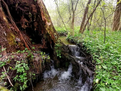 Alcedoatthis - Takie miejsce znalazlem wczoraj #las #natura