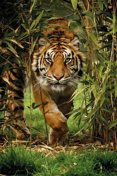 witulo - > KING of Jungle

To jest prawdziwy król dżungli: