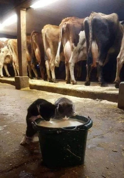 100-TVarzyGrzybiarzy - Kto pił takie ciepłe mleczko prosto od krowy?
#koty #gownowpi...