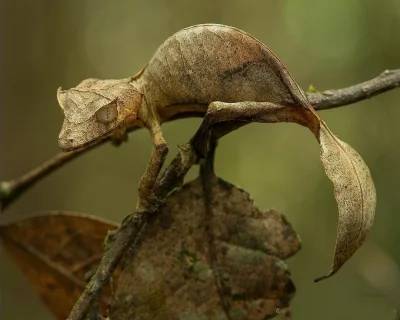 Lifelike - Uroplatus phantasticus 
To jeden z najmniejszych przedstawicieli rodzaju ...
