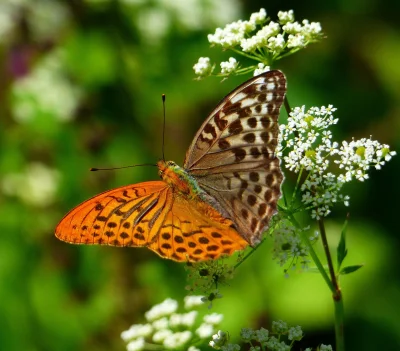 Lifelike - To nie Photoshop, ale gynandromorf perłowca malinowca (Argynis paphia), cz...