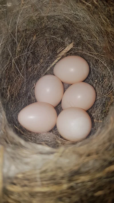 Biszkopcik - #ptaki #ornitologia

Ktos ogarnia czyje to jajeczka? 

Sa malutkie, ptas...