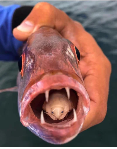 T.....s - Pasożyt atakuje język, wchodząc do jamy gębowej ryb przez skrzela. Wysysa k...
