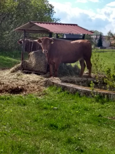 lucpaw - Wsi spokojna, wsi wesoła. 
#wies #krowa #krowy #rolnictwo