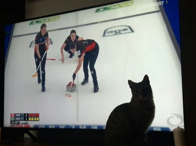 LisiaNora - Lubimy i oglądamy :)
#curling #pokazkota #kitku #koty