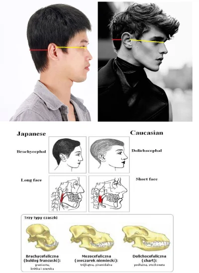 j.....3 - Brachycefaliczna czaszka = over
Dlaczego Azjaci wyglądają gorzej od białyc...