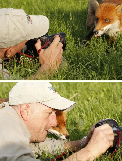 Rasteris - Psowate są zawsze ciekawskie. W dodatku są zainteresowane fotografią.( ͡° ...