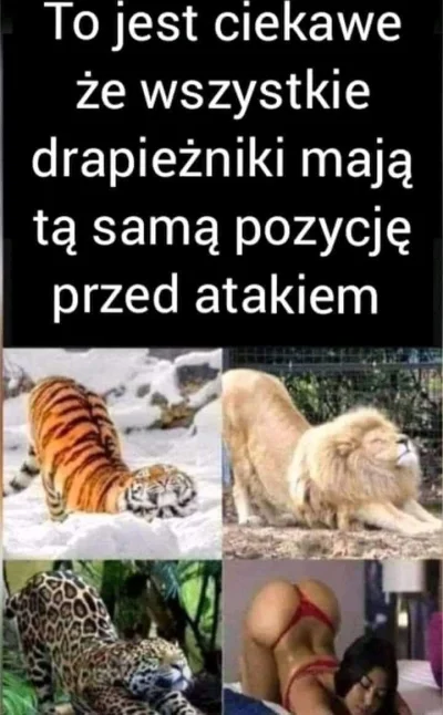 kapitanrzultomordy