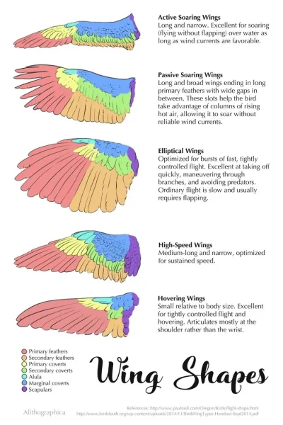 JoeShmoe - Anatomia skrzydeł - wybrane skrzydeł służą efektywniej w wybranych przysto...