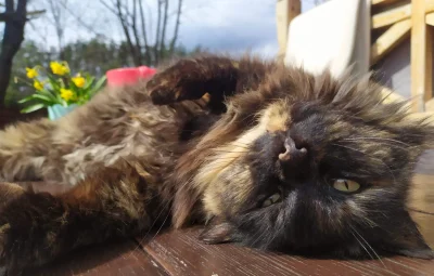 lambixa - spankowe wygibasy na słoneczku
#koteczkizprzypadku #pokazkota #koty