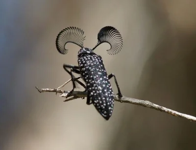 Lifelike - Samiec chrząszcza należącego do gatunku Rhipicera femorata
Autor
#photoe...