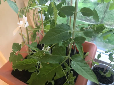 Syllia - Drodzy ogrodnicy i ogrodniczki. Na moich pomidorach koktajlowych (sadzonki) ...