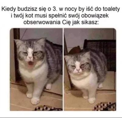 Kotolazik