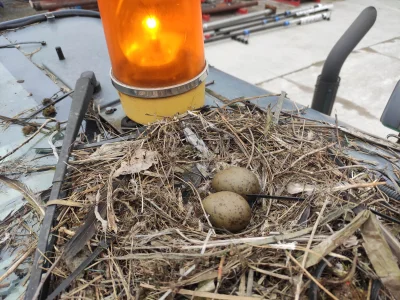 pol-scot - Na dachu wózka widłowego mewa uwiła sobie gniazdo a w środku dwa jaja.
#u...