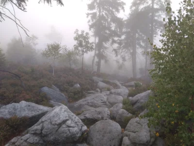 murzynskachata - @odislaw we mgle jest pięknie
