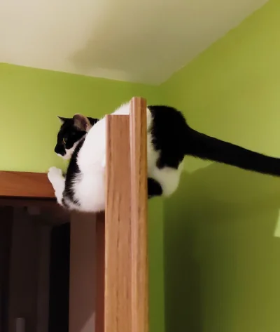 Bebosz - Patrz jak skacze kot kochany, akrobata uzdolniony
#smiesznypiesek #pokazkot...