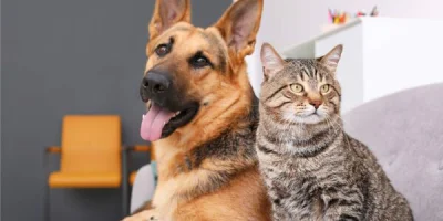 Redaktor_Naczelny - Które zwierzę jest mądrzejsze?
#Psy #koty #ankieta