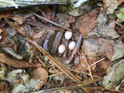 Bool1410 - Wczoraj w lesie znalazłem takie gniazdo. Prawdopodobnie rudzika. Gniazdo j...