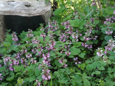 Whiskas92 - Roślina nr4: Jasnota purpurowa. Zdjęcie zrobione na krawędzi lasu.