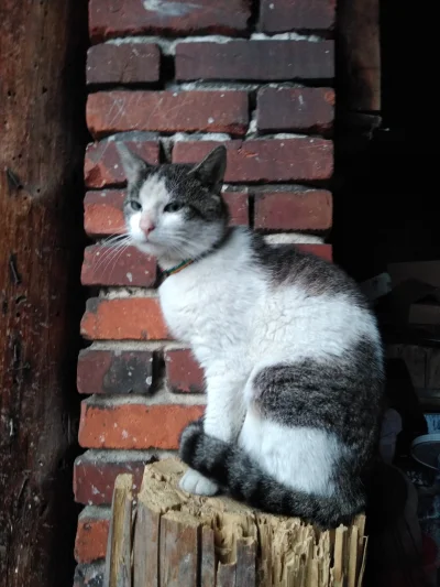 piorunburzowyniskonapieciowy - #atencyjnykot #koty #kitku #katzenpfotchen #pokazkota