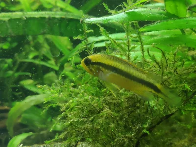 Rymcimpymcim - #akwarystyka
Apistogramma agassizi blue tefe
w 3-4 dni w akwarium po z...