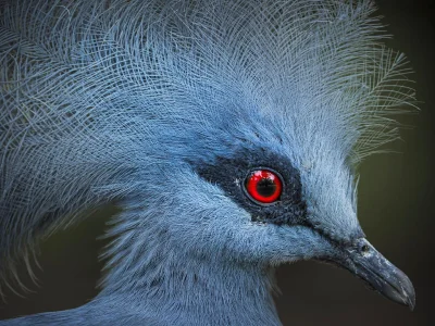 Lifelike - Koroniec (Goura sp.)
Autor
#photoexplorer #fotografia #ornitologia #ptak...