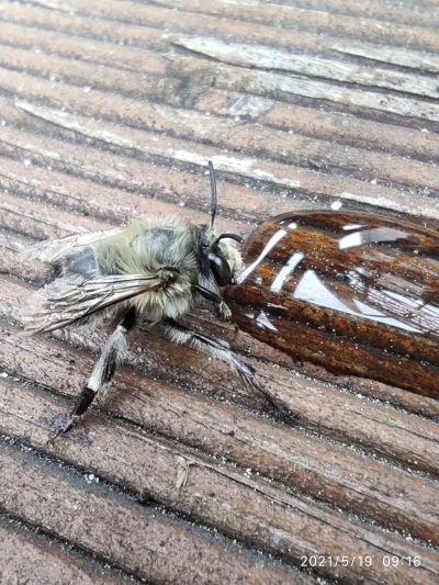 pablo397 - Takiego pana #pszczoly spotkałem. Wyglądał dziwnie, rozciągnięty na liścia...