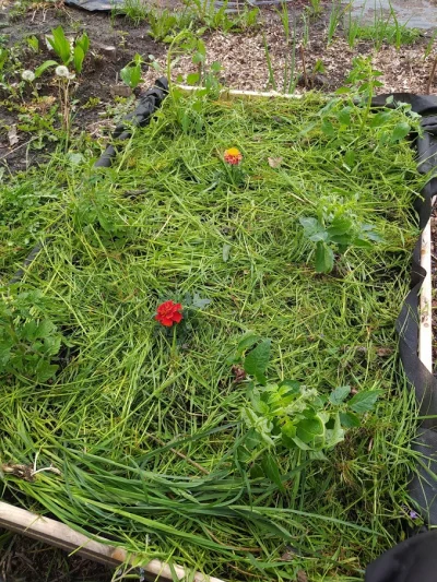 Idahoo - #zieloneidahoo #ogrodnictwo #ogrod #warzywa #rosliny #pomidory #domowyogrod ...