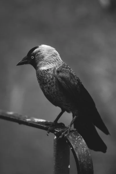 Zamaskowany_szachista - #mirkowyzwanie #ptaki #fotografia #ornitologia 

1. Jak to ...
