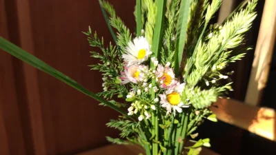 JakeKurtAcfino - I zbliżenie na nędzne kwiatki ᕙ(✿ ͟ʖ✿)ᕗ