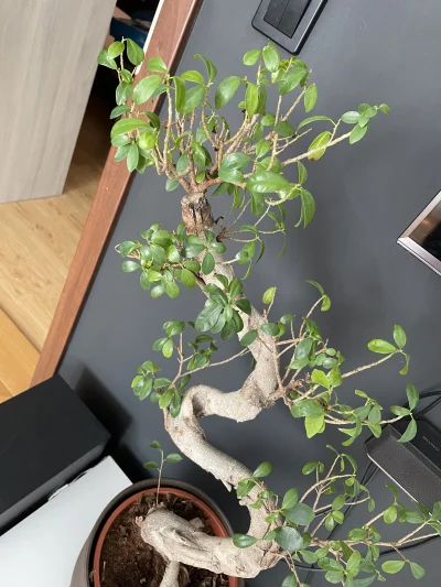 Kszemek - Czolem Mireczki, mam problem z moim „bonsai” Kupiłem go w tamtym roku w lir...