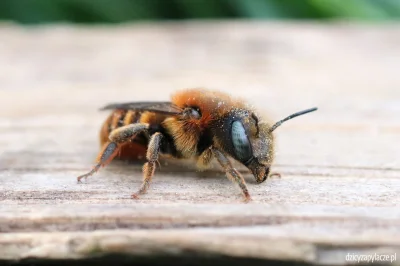 M.....e - A drugą - murarka muszlówka (Osmia aurulenta) - pszczoła gniazdująca w opus...